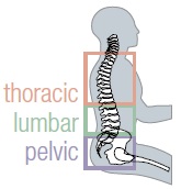 Spynamics SD7 Chair spine image showing thoracic, lumbar and pelvic areas
